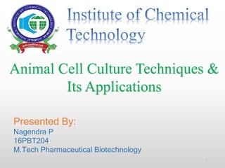 Animal Cell Culture Techniques &
Its Applications
Presented By:
Nagendra P
16PBT204
M.Tech Pharmaceutical Biotechnology
1
 