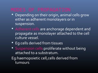 MODES OF PROPAGATION
 Depending on their origin, animal cells grow
either as adherent monolayers or in
suspension.
 Adherent cells are anchorage dependent and
propagate as monolayer attached to the cell
culture vessel.
 Eg:cells derived from tissues
 Suspension cells:proliferate without being
attached to a substratum.
Eg:haemopoietic cell,cells derived from
tumours
 