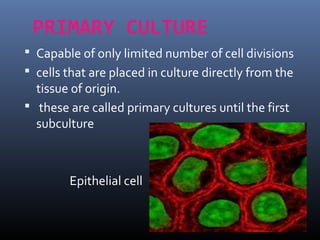 PRIMARY CULTURE
 Capable of only limited number of cell divisions
 cells that are placed in culture directly from the
tissue of origin.
 these are called primary cultures until the first
subculture
Epithelial cell
 