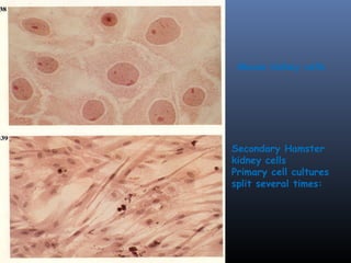 Mouse kidney cells
Secondary Hamster
kidney cells
Primary cell cultures
split several times:
 