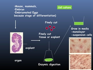 •Mouse, mammals,
•Embryo
•Embryonated Eggs
because stage of differentiation)
organ
explant
Grow in media
-monolayer
-suspension cells
Cell culture
Finely cut
Finely cut
tissue or explant
Enzymic digestion
 