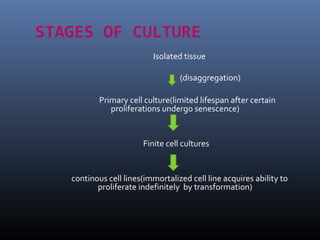 STAGES OF CULTURE
Isolated tissue
(disaggregation)
Primary cell culture(limited lifespan after certain
proliferations undergo senescence)
Finite cell cultures
continous cell lines(immortalized cell line acquires ability to
proliferate indefinitely by transformation)
 