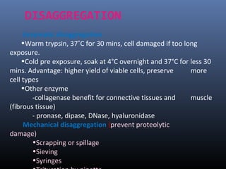 Enzymatic disaggregation
•Warm trypsin, 37˚C for 30 mins, cell damaged if too long
exposure.
•Cold pre exposure, soak at 4°C overnight and 37°C for less 30
mins. Advantage: higher yield of viable cells, preserve more
cell types
•Other enzyme
-collagenase benefit for connective tissues and muscle
(fibrous tissue)
- pronase, dipase, DNase, hyaluronidase
Mechanical disaggregation (prevent proteolytic
damage)
•Scrapping or spillage
•Sieving
•Syringes
DISAGGREGATION
 