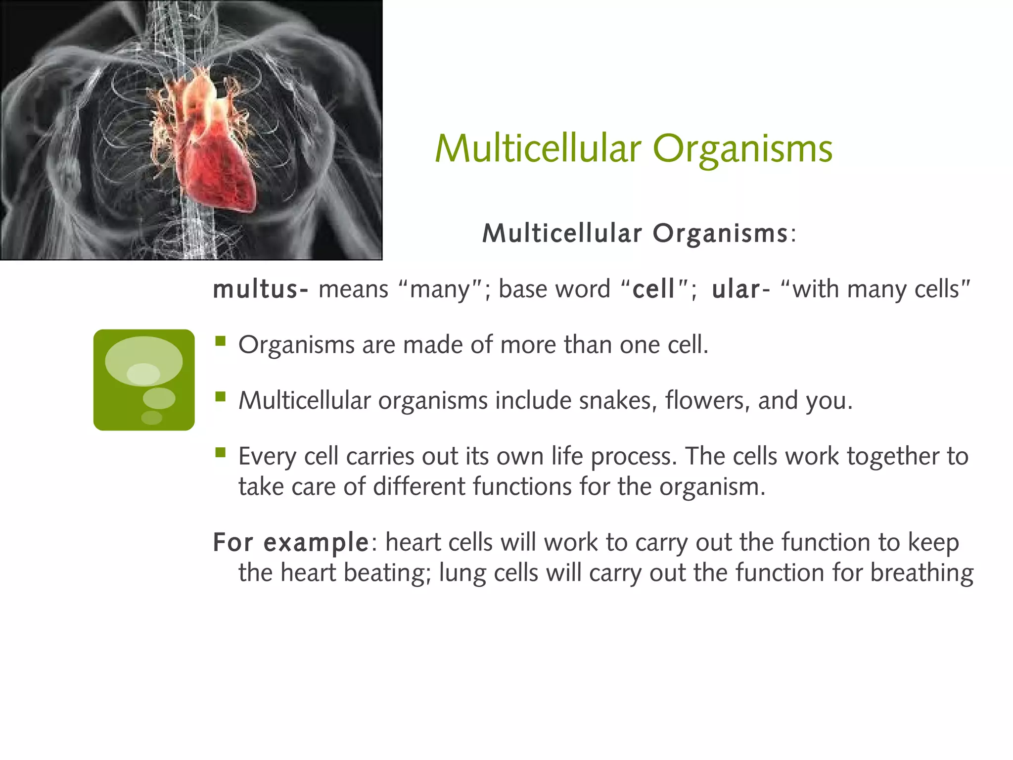 Multicellular Organisms

                           Multicellular Organisms :

multus- means “many”; base word “cell”; ular- “with many cells”

   Organisms are made of more than one cell.

   Multicellular organisms include snakes, flowers, and you.

   Every cell carries out its own life process. The cells work together to
    take care of different functions for the organism.

For example: heart cells will work to carry out the function to keep
  the heart beating; lung cells will carry out the function for breathing
 