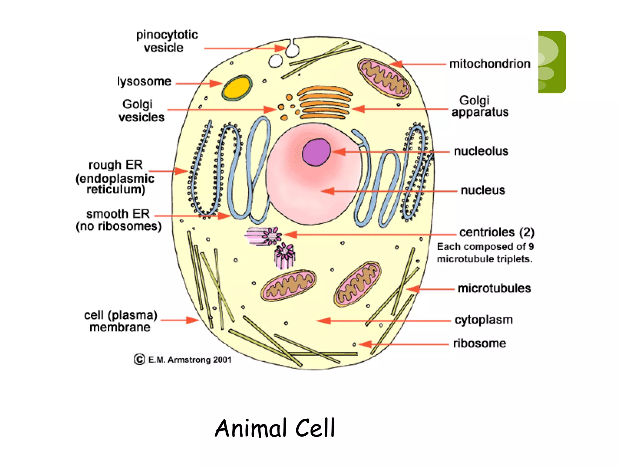 Animal Cell
 