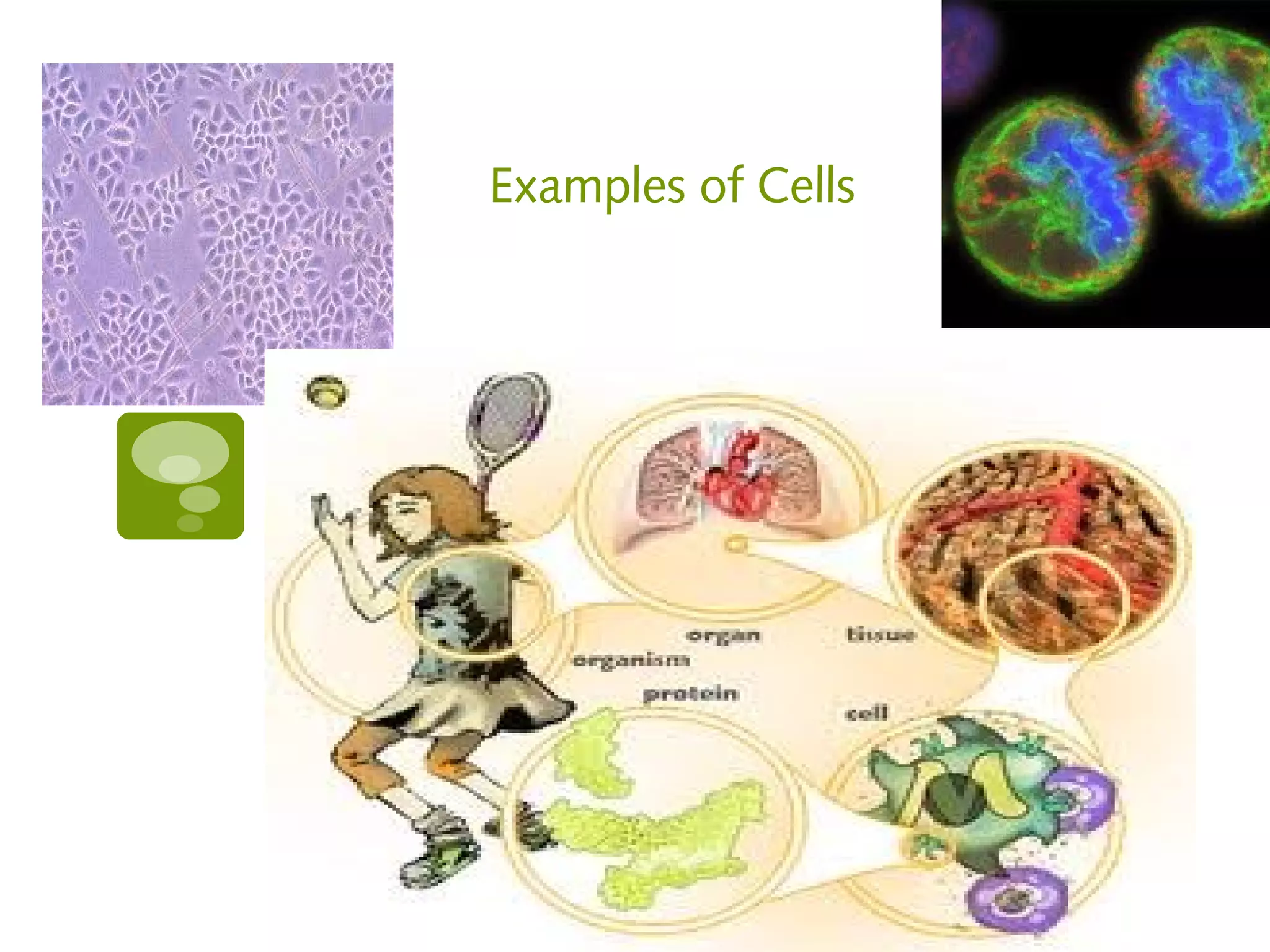 Examples of Cells


 