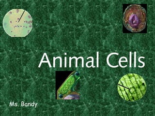 Animal Cells
Ms. Bandy
 
