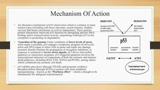 Mechanism Of Action
• An alternative mechanism of p53 inactivation which is common in many
tumour types (including soft tissue sarcomas, neural tumours, bladder,
cervical and breast carcinomas as well as leukaemias). These protein-
protein interactions inactivate p53 function by abrogating specific DNA
binding and/or transactivation activity, sequestring wild-type p53 in the
cytoplasm or promoting its degradation.
• ‘Guardian of the genome Under conditions of lower levels of stress,
when repair is possible, p53 engages a temporary program of cell-cycle
arrest and DNA repair to allow cells to pause and repair any damage
incurred, thereby limiting the propagation of oncogenic mutations, in
response to sustained or severe stress signals, p53 drives irreversible
apoptosis or senescence programs. p53-triggered apoptosis involves the
transcriptional induction of components of both the extrinsic and intrinsic
death pathways, including BAX, FAS, NOXA and PUMA, among others,
which collaboratively promote cell death.
• p53 inhibits glycolysis (through TIGAR) and promotes oxidative
phosphorylation (through SCO2) to protect cells from metabolic
reprogramming – known as the ‘Warburg effect’ – which is thought to be
fundamental for malignant transformation.
 