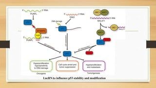 LncRNAs influence p53 stability and modification
 