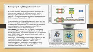 Fig-Tumour suppressor p53 regulation and signalling. Activation of the
transcription factor p53 is predominantly mediated by stabilization, mostly due
to phosphorylation by upstream kinases such as ATM/ATR or Chk1/2
Future prospects of p53-targeted cancer therapies-
• As p53 also influences metastatic behaviour and angiogenesis, p53-
based therapies might provide additional therapeutic benefits.
Targeting the p53:MDM2 interaction using small molecules to
reactivate a p53 response represents an attractive therapeutic strategy
for the treatment of cancers with wt-p53.
• Drug combinations involving traditional genotoxic agents have been
found to be synergistic in inducing p53 accumulation and activation
of apoptosis. P53-based therapies will certainly provide useful tools
in combating cancer, either as single agents or more likely in
combination with classical therapeutic regimens.
• Inactivation of JNK Another route by which p53 signalling can
protect against DNA damage-associated cell death is via the pRb
protein. In the event of DNA damage signalling, the c-Jun N-terminal
kinase (JNK) is able to induce apoptosis. However, pRb is able to
inhibit this activity of JNK.
• Interestingly, p53 protein has also been reported to inhibit JNK, and
protect cells from apoptosis.This is owed to the binding and
subsequent inactivation of JNK by p53, and also to p53
transcriptional activity. Since the pRb protein is a down-stream
recipient of p53 signalling (via p21 and cyclin/cdk), this would
represent an enhancement of JNK inactivation.
 