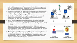 • pRb and the maintenance of genome stability In addition to regulating
the cell cycle and establishing senescence, pRb also has important roles in
both preventing genotoxic stress and responding to it.
• In addition to regulating the expression of genes important for maintaining
genome stability, pRb plays additional roles in promoting chromosome
stability and preventing tumor growth in mice.
• Controlling cell death pRb has long been appreciated to regulate cell
death, a function that provides a failsafe mechanism against tumor
formation in the event of its inactivation.
• E2F-1 activity is known to induce apoptosis in the absence of RB via
multiple mechanisms and can promote the DNA damage response by
transcriptional activation of p14ARF, which inhibits the degradation of p53
by Mdm2.
• Phosphorylation prior to mitogenic stimulation, pRB exists in a
hypophosphorylated, growth suppressive state. Upon cell stimulation by
growth promoting signals, pRB becomes hyperphosphorylated and inactive
with respect to growth suppression.
• Dephosphorylation Reactivation of pRB’s growth suppressing function is
achieved at exit from mitosis by dephosphorylation events.
Hypophosphorylated pRB binds and sequesters transcription factors, most
notably those of the E2F/DP family, inhibiting the transcription of genes
required to traverse the G1 to S phase boundary.
 