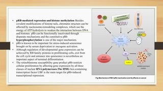 Fig-Mechanism of RB1/pRb inactivation and its effects on cancer
• pRB-mediated repression and histone methylation Besides
covalent modifications of histone tails, chromatin structure can be
affected by nucleosome-remodeling complexes, which use the
energy of ATP hydrolysis to weaken the interaction between DNA
and histones pRb can be functionally inactivated through
disparate mechanisms and the constitutive pRb
hyperphosphorylation is one of the major mechanism.
• pRb is known to be important for stress-induced senescence
brought on by serum deprivation or oncogene activation.
• Although regulation of developmental gene expression can be
achieved by RB family proteins in proliferating cells, exit from
the cell cycle and entrance into quiescence is nevertheless an
important aspect of terminal differentiation.
• The retinoblastoma susceptibility gene product pRb restricts
cellular proliferation by affecting gene expression by all three
classes of nuclear RNA polymerases.The HMG box-containing
transcription factor UBF is the main target for pRb-induced
transcriptional repression.
 