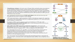 • Chemotherapy resistance is the main cause of therapy failure and death among cancer patients;
yet the mechanisms behind resistance remains poorly understood. Doxorubicin causes DNA
double helical breaks leading to activation of cell cycle arrest, apoptosis or entry of a permanent
state of cell cycle arrest, senescence. In regulation of these processes, the tumor suppressor’s p53
(encoded by the TP53 gene) and the retinoblastoma protein, pRb (encoded by the RB1 gene) are
both known to have key roles.
• pRb, regulating the transition between G1/G0- and S-phase in the cell cycle, has a key role
executing cell cycle arrest in response to DNA damage.
• TP53 inactivation lead to a slight upregulation of pRb in chemotherapy treated cells, supporting
the hypothesis that the Rb-pathway may act as compensatory pathway in TP53 inactivated tumor
cells in response to cellular stress
• Knockdown of RB1 caused no changes in cell cycle distribution in T47D cells, while
concomitant inactivation of TP53 and RB1 lead to a more pronounced shift in the cell cycle
compared to knockdown of TP53 alone.
• Effect TP53 and/or RB1 inactivation on induction of apoptosis In cells treated with
doxorubicin, inactivation of TP53 or RB1 alone or combined, caused an unexpected, slight
increase in the fraction of apoptotic MCF-7 cells as compared to the siRNAcontrol.
• The relationship between p53, p21, and pRb is now becoming clear;these proteins form an
integral foundation of an intricate pathway involved in the control of cell growth and
proliferation. Functional inactivation of p53 is the most common event in human
malignancies,occurring in at least half of all tumors. One of the primary functionsof the p53
protein as a cell cycle regulatory protein.
• One of the primary functionsofthep53proteinasacellcycleregulatoryproteinis to upregulate the
expression of p21, a universal cyclin/ cyclin dependent kinase inhibitor with an important role in
G1 arrest. Fig-Basics of the mechanism of
doxorubicin-induced cardiotoxicity
 