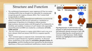 Structure and Function
Fig-Organization of p53 domains and
isolation of p53 tetramers bound to DNA
(A) Schematic domain structure of p53. (B)
Cartoons depicting the overall quaternary
structure of p53 tetramers. Stably folded
domains are highlighted in brown (DBD)
and blue (Tet.).
• The multidomain homotetrameric tumor suppressor p53 has two modes
of binding dsDNA that are thought to be responsible for scanning and
recognizing specific response elements (REs). The C termini bind
nonspecifically to dsDNA.
• The loose structures and posttranslational modifications account for the
affinity of nonspecific DNA for p53 and point to a mechanism of
enhancement of specificity by its binding to effector proteins.
• High-resolution structural studies with full-length p53 are hindered by its
flexibility and instability. Constructs of a p53 mutant with asuperstable,
structurallyconserved DBD were studied by a combination of SAXS,
NMR and EM.
• The core of the p53 protein is a region which folds in such a way as to
form a domain which can interact with DNA in a sequence-specific
manner.
• The C terminal region is composed of pre- dominantly basic residues
and forms a region that has key regulatory properties. As discussed
below, modification of this region by acetylation, phosphorylation, O-
glycosylation, and RNA binding has been reported but the physiological
significance of these post-translational modifications remains uncertain.
 