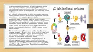 • p53 restricts tumor development by serving as a sensor of cellular
stress, responding to diverse signals, including DNA damage,
hypoxia, oncogene expression, nutrient deprivation and ribosome
dysfunction, and limiting the propagation of cells under these adverse
conditions.
• p53 is thought to have acquired the ability to respond to oncogenic
signals, promoting apoptosis or senescence – a permanent cell-cycle-
arrest response – as a safeguard against neoplasia.
• Alternatively, under conditions of low-level stress, p53 elicits
protective, pro-survival responses, such as temporary cell-cycle arrest,
DNA repair and antioxidant protein production, to maintain genome
integrity and viability in cells that sustain limited, reparable damage.
• p53 has protein domains typical of transcriptional activators
Similarly to other transcription factors, p53 has a modular protein
domain structure.
• The six most common p53 amino acid residues altered in cancer –
known as ‘hotspots’ – are R175, G245, R248, R249, R273 and R282.
In addition to disrupting DNA binding, these mutations can confer
gain-of-function capabilities on p53, and have been linked to
increased invasiveness and metastasis of tumors.
• p53 induces a host of transcriptional programs involved in
different responses Once active p53 is bound to DNA, it can
stimulate the transcription of many proteincoding and non-protein-
coding genes [e.g. microRNAs or large intergenic non-coding RNAs
(lincRNAs)], which is a function of fundamental importance for all
p53-mediated responses.
 