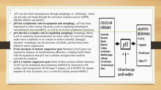 • .
• p53 can also limit tumorigenesis through autophagy, or ‘selfeating’, which
can provoke cell death through the activation of genes such as AMPK,
DRAM, SESN1 and SESN2.
• p53 has cytoplasmic roles in apoptosis and autophagy , p53 has been
implicated in other nuclear functions, such as regulating homologous
recombination and microRNA, as well as in several cytoplasmic processes.
• p53 also has a complex role in regulating autophagy Autophagy allows
a cell to catabolize macromolecules for reuse, either as a survival strategy
under stress conditions or as a means to remove harmful, damaged
structure. Autophagy can also promote cell death, and has hence been
linked to tumor suppression.
• From oncogene to tumour suppressor gene Mutation of p53 gene was
reported to enhance its transformation e•fficiency, a finding which fitted
with the hypothesis that p53 was a cellular oncogene that could be
activated by mutation.
• p53 is a tumour suppressor gene Some of these normal cellular functions
of p53 can be modulated and sometimes inhibited by interaction with
certain viral oncoproteins (SV40 large T antigen, Ad E1B HPV E6, human
hepatitis B virus X protein, etc.), or with the cellular protein MDM-2.
 