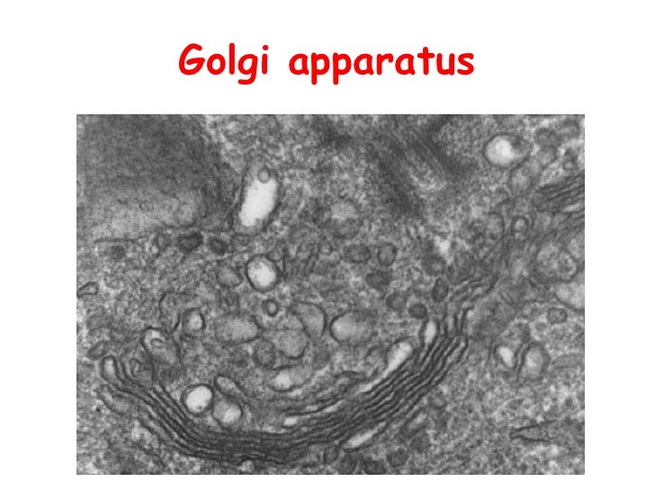 Animal cell (project)