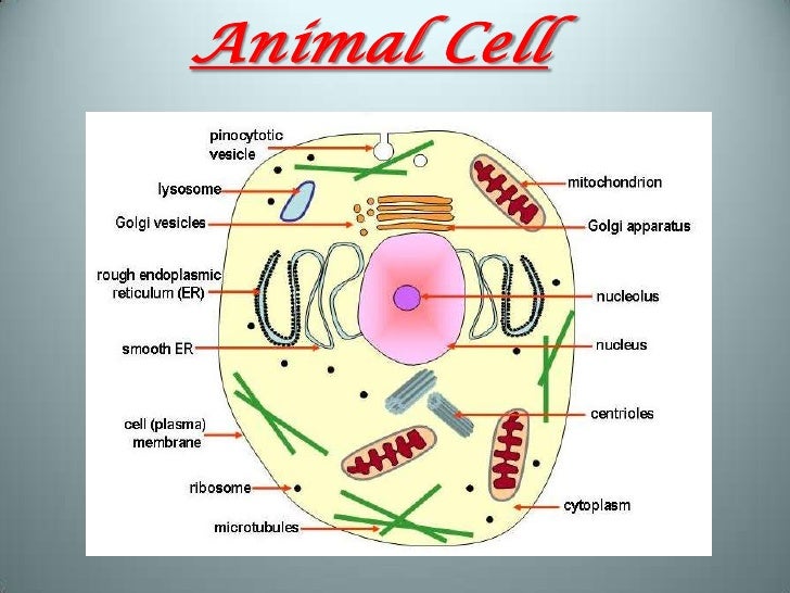 animal cell project