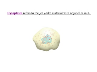 Animal cells