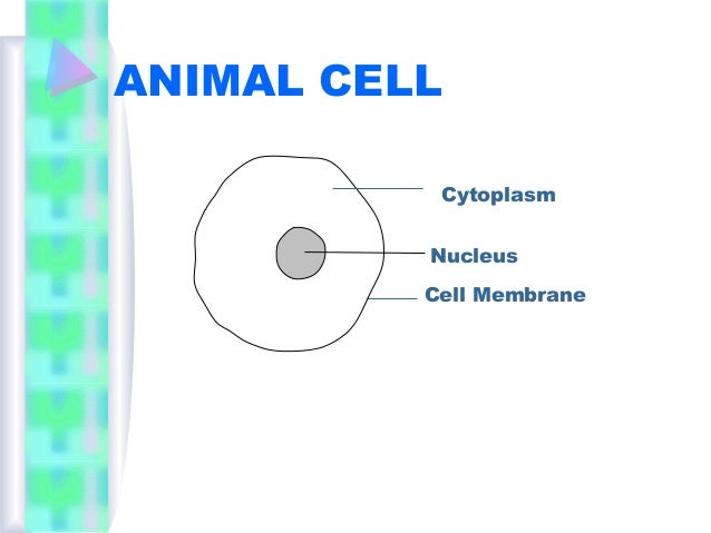 Animal Cells And Plant Cells