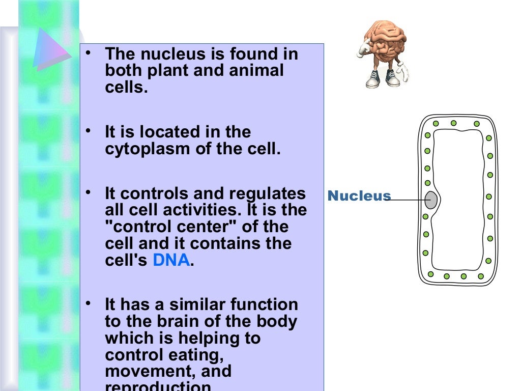 Animal cells and plant cells
