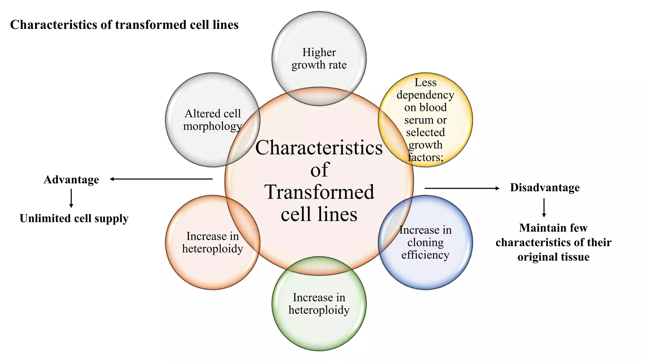 Characteristics
of
Transformed
cell lines
Higher
growth rate
Less
dependency
on blood
serum or
selected
growth
factors;
Increase in
cloning
efficiency
Increase in
heteroploidy
Increase in
heteroploidy
Altered cell
morphology
Characteristics of transformed cell lines
Unlimited cell supply
Maintain few
characteristics of their
original tissue
Advantage
Disadvantage
 