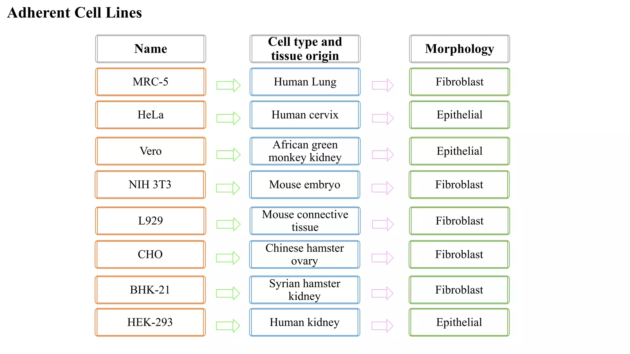 MRC-5 Human Lung Fibroblast
Name
Cell type and
tissue origin
Morphology
HeLa Human cervix Epithelial
Vero
African green
monkey kidney
Epithelial
NIH 3T3 Mouse embryo Fibroblast
L929
Mouse connective
tissue
Fibroblast
CHO
Chinese hamster
ovary
Fibroblast
BHK-21
Syrian hamster
kidney
Fibroblast
Adherent Cell Lines
HEK-293 Human kidney Epithelial
 