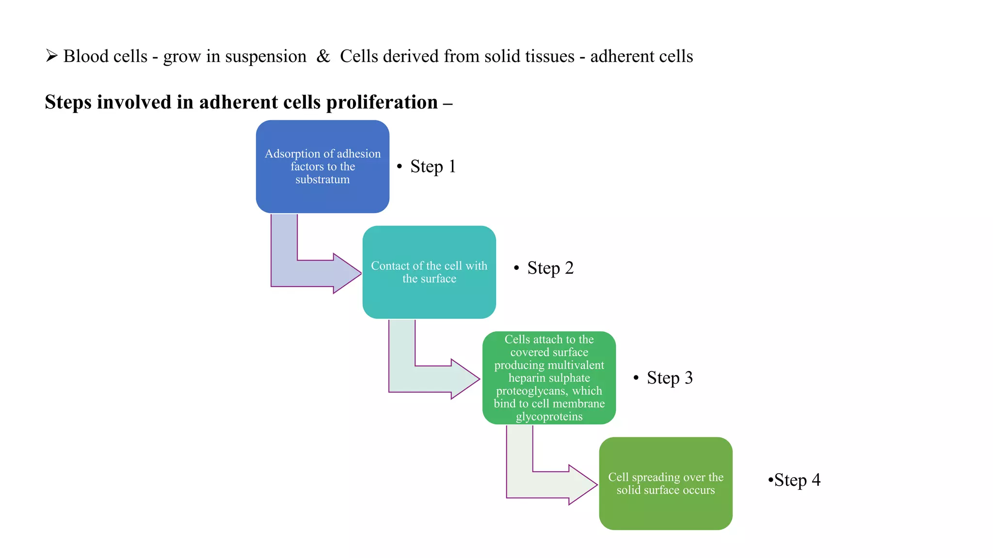  Blood cells - grow in suspension & Cells derived from solid tissues - adherent cells
Steps involved in adherent cells proliferation –
Adsorption of adhesion
factors to the
substratum
• Step 1
Contact of the cell with
the surface
• Step 2
Cells attach to the
covered surface
producing multivalent
heparin sulphate
proteoglycans, which
bind to cell membrane
glycoproteins
• Step 3
Cell spreading over the
solid surface occurs
•Step 4
 