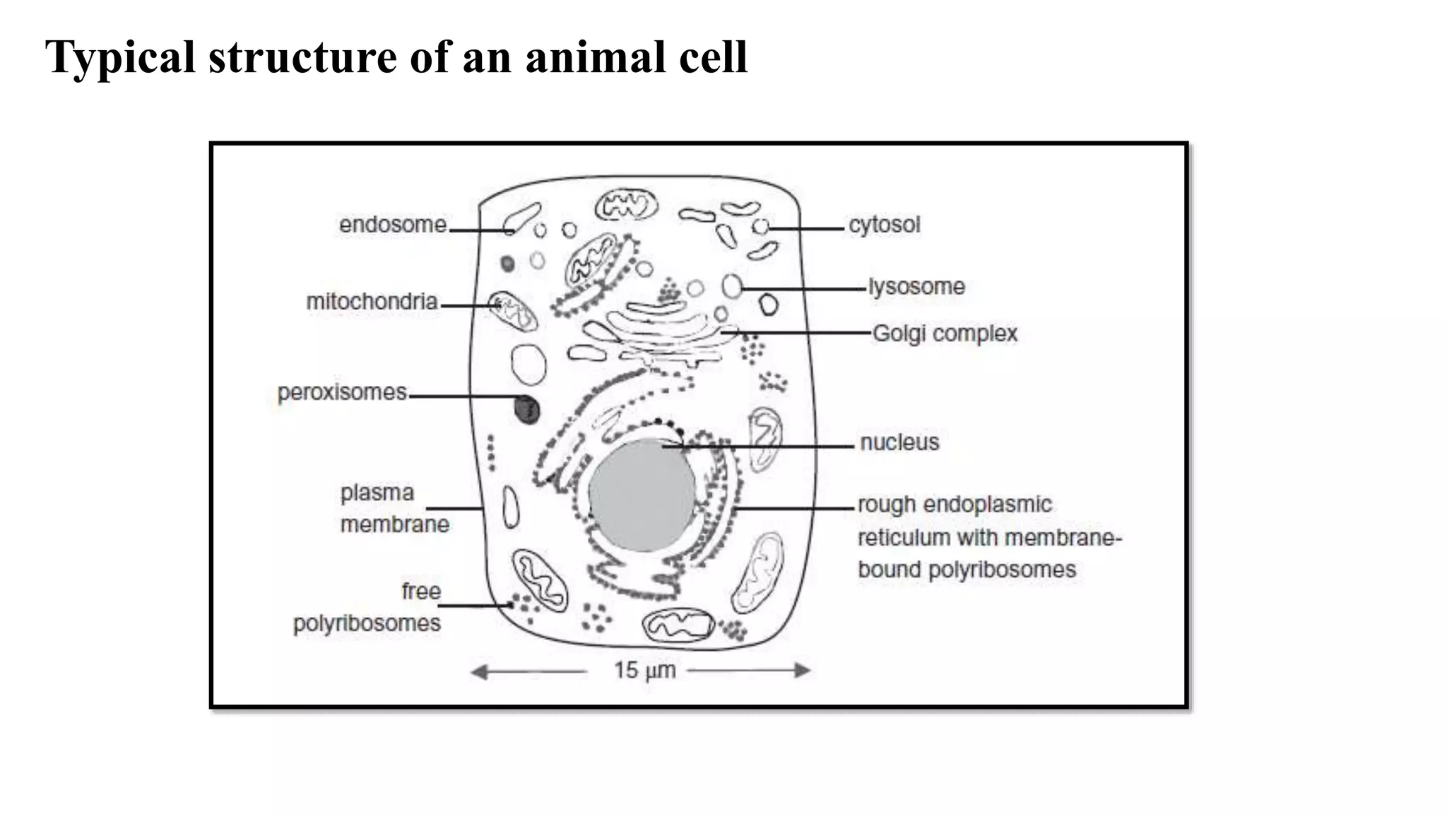 Typical structure of an animal cell
 