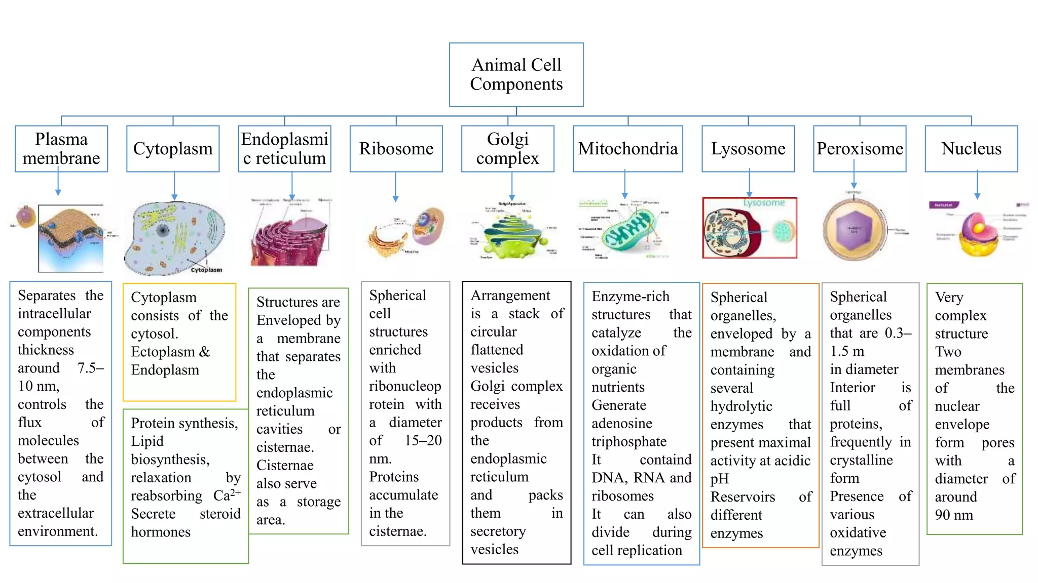 Animal Cell
Components
Plasma
membrane
Cytoplasm
Endoplasmi
c reticulum
Ribosome
Golgi
complex
Mitochondria Lysosome Peroxisome Nucleus
Separates the
intracellular
components
thickness
around 7.5–
10 nm,
controls the
flux of
molecules
between the
cytosol and
the
extracellular
environment.
Cytoplasm
consists of the
cytosol.
Ectoplasm &
Endoplasm
Structures are
Enveloped by
a membrane
that separates
the
endoplasmic
reticulum
cavities or
cisternae.
Cisternae
also serve
as a storage
area.
Protein synthesis,
Lipid
biosynthesis,
relaxation by
reabsorbing Ca2+
Secrete steroid
hormones
Spherical
cell
structures
enriched
with
ribonucleop
rotein with
a diameter
of 15–20
nm.
Proteins
accumulate
in the
cisternae.
Arrangement
is a stack of
circular
flattened
vesicles
Golgi complex
receives
products from
the
endoplasmic
reticulum
and packs
them in
secretory
vesicles
Enzyme-rich
structures that
catalyze the
oxidation of
organic
nutrients
Generate
adenosine
triphosphate
It containd
DNA, RNA and
ribosomes
It can also
divide during
cell replication
Spherical
organelles,
enveloped by a
membrane and
containing
several
hydrolytic
enzymes that
present maximal
activity at acidic
pH
Reservoirs of
different
enzymes
Spherical
organelles
that are 0.3–
1.5 m
in diameter
Interior is
full of
proteins,
frequently in
crystalline
form
Presence of
various
oxidative
enzymes
Very
complex
structure
Two
membranes
of the
nuclear
envelope
form pores
with a
diameter of
around
90 nm
 