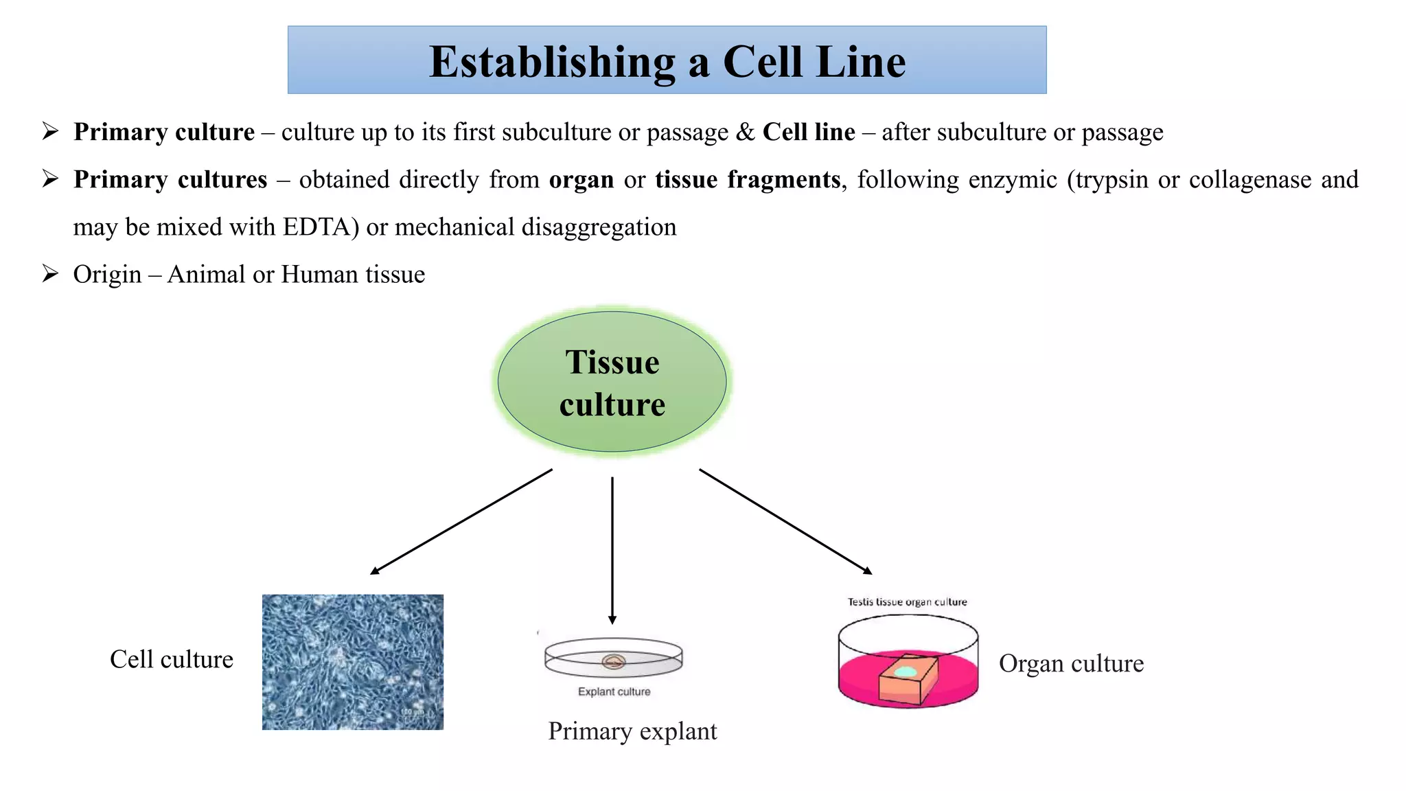 Establishing a Cell Line
 Primary culture – culture up to its first subculture or passage & Cell line – after subculture or passage
 Primary cultures – obtained directly from organ or tissue fragments, following enzymic (trypsin or collagenase and
may be mixed with EDTA) or mechanical disaggregation
 Origin – Animal or Human tissue
Tissue
culture
Cell culture
Primary explant
Organ culture
 