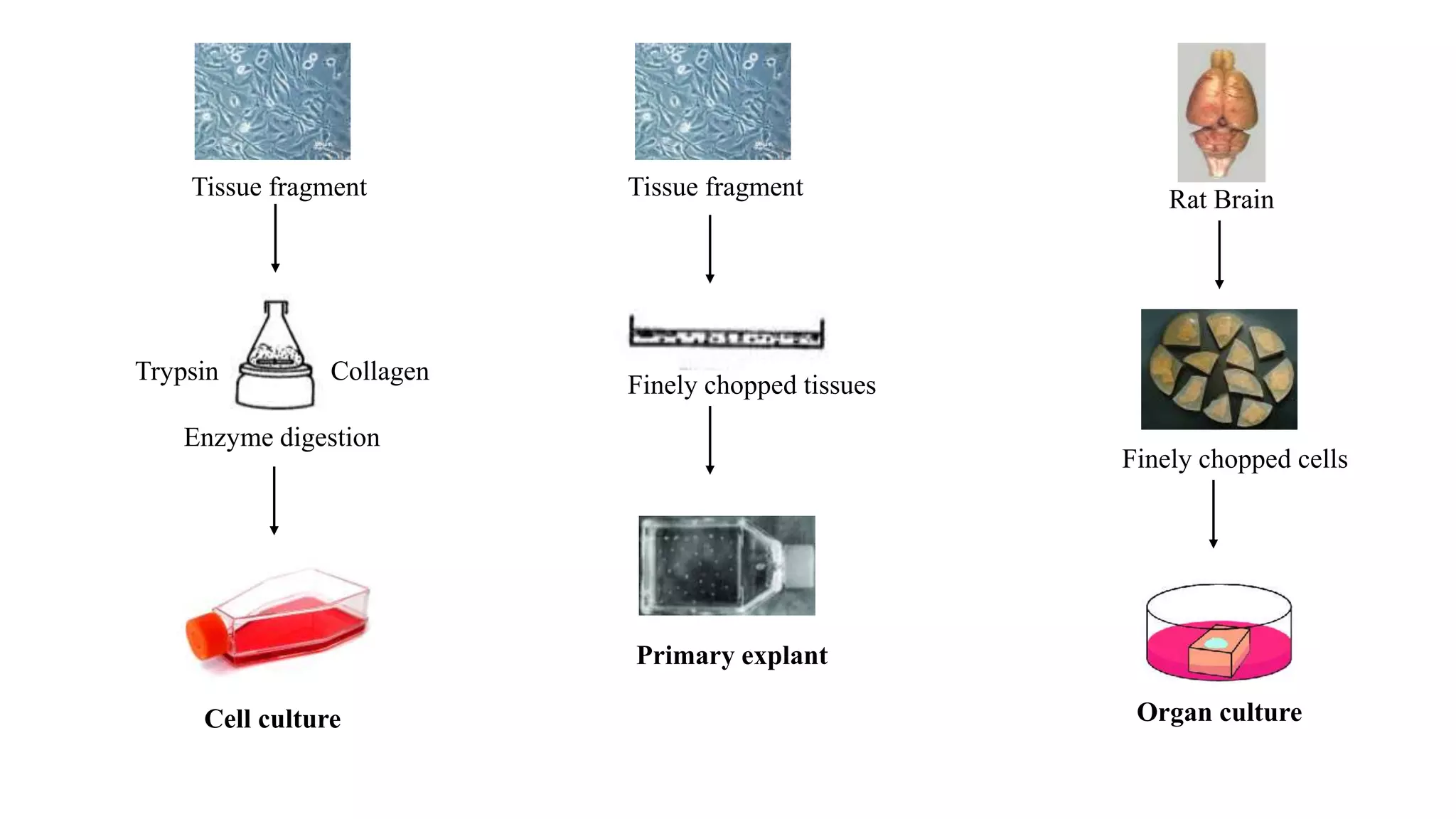 Rat Brain
Enzyme digestion
CollagenTrypsin
Cell culture
Tissue fragment
Finely chopped cells
Organ culture
Tissue fragment
Finely chopped tissues
Primary explant
 
