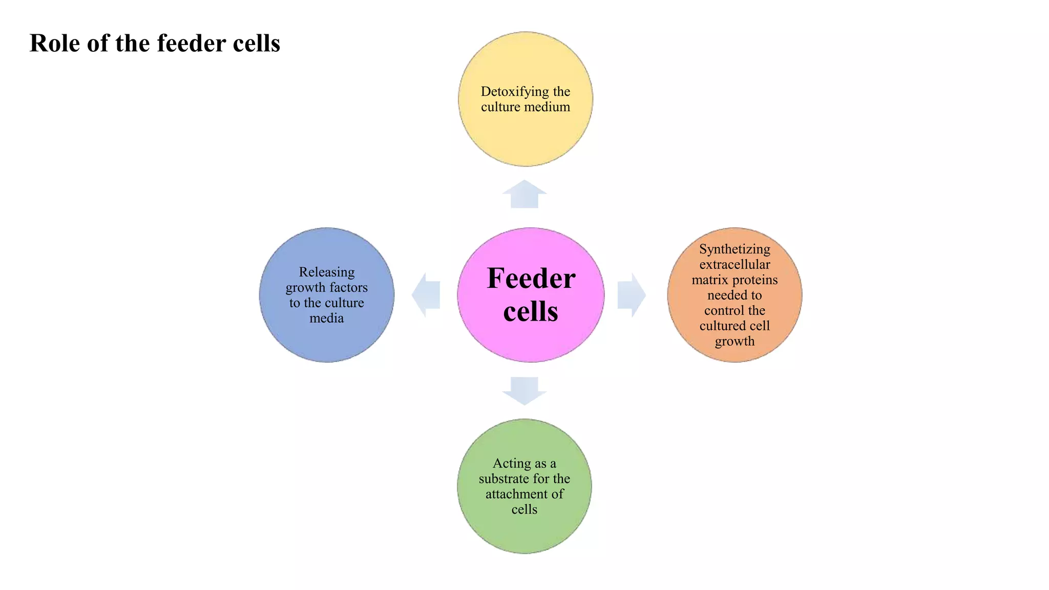 Feeder
cells
Releasing
growth factors
to the culture
media
Detoxifying the
culture medium
Synthetizing
extracellular
matrix proteins
needed to
control the
cultured cell
growth
Acting as a
substrate for the
attachment of
cells
Role of the feeder cells
 
