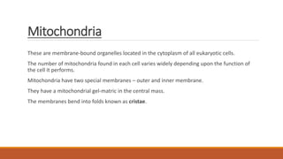 Mitochondria
These are membrane-bound organelles located in the cytoplasm of all eukaryotic cells.
The number of mitochondria found in each cell varies widely depending upon the function of
the cell it performs.
Mitochondria have two special membranes – outer and inner membrane.
They have a mitochondrial gel-matric in the central mass.
The membranes bend into folds known as cristae.
 
