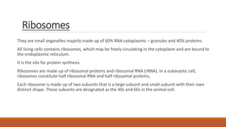 Ribosomes
They are small organelles majorly made up of 60% RNA cytoplasmic – granules and 40% proteins.
All living cells contains ribosomes, which may be freely circulating in the cytoplasm and are bound to
the endoplasmic reticulum.
It is the site for protein synthesis.
Ribosomes are made up of ribosomal proteins and ribosomal RNA (rRNA). In a eukaryotic cell,
ribosomes constitute half ribosomal RNA and half ribosomal proteins,
Each ribosome is made up of two subunits that is a large subunit and small subunit with their own
distinct shape. These subunits are designated as the 40s and 60s in the animal cell.
 