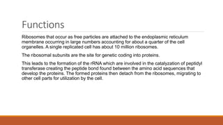 Functions
Ribosomes that occur as free particles are attached to the endoplasmic reticulum
membrane occurring in large numbers accounting for about a quarter of the cell
organelles. A single replicated cell has about 10 million ribosomes.
The ribosomal subunits are the site for genetic coding into proteins.
This leads to the formation of the rRNA which are involved in the catalyzation of peptidyl
transferase creating the peptide bond found between the amino acid sequences that
develop the proteins. The formed proteins then detach from the ribosomes, migrating to
other cell parts for utilization by the cell.
 