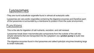 Lysosomes
•They are round subcellular organelle found in almost all eukaryotic cells
•Lysosomes are very acidic organelles containing the digestive enzymes and therefore each
of the lysosomes is surrounded by a membrane to protect it from the outer environment.
Functions
This is the site for digestion of cell nutrients, excretion, and cell renewal.
Lysosomes break down macromolecules components from the outside of the cell into
simpler elements that are transported into the cytoplasm via a proton pump to build new
cell materials.
The digestive enzymes found in the lysosomes are called hydrolytic enzymes breaking large
to small molecules.
 