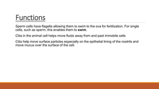 Functions
Sperm cells have flagella allowing them to swim to the ova for fertilization. For single
cells, such as sperm, this enables them to swim.
Cilia in the animal cell helps move fluids away from and past immobile cells
Cilia help move surface particles especially on the epithelial lining of the nostrils and
move mucus over the surface of the cell.
 