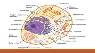 This Photo by Unknown Author is licensed under CC BY
 