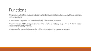 Functions
The primary role of the nucleus is to control and regulate cell activities of growth and maintain
cell metabolisms.
It also carries the genes that have hereditary information of the cell.
The chromosomal DNA and genetic materials, which are made up of genetic coded amino acids
sequences for use by the cell.
It is the site for transcription and the mRNA is transported to nuclear envelope.
 