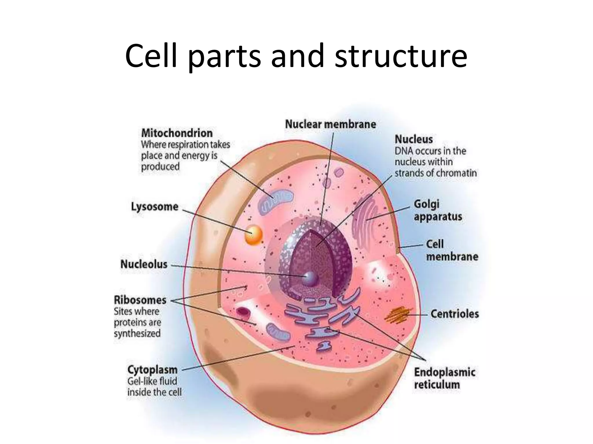 Cell Parts Definitions Animal Cell Labeled Parts And Functions