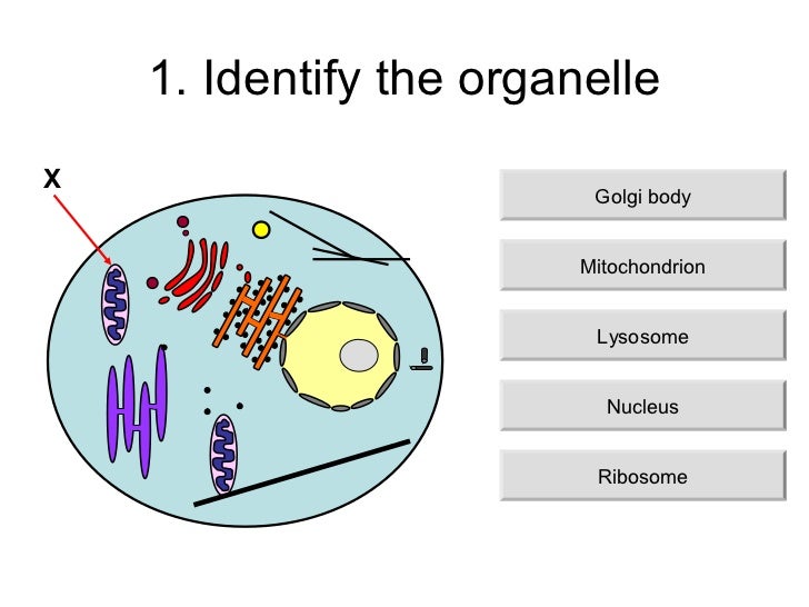 Animal cell structure_and_function_(teacher)