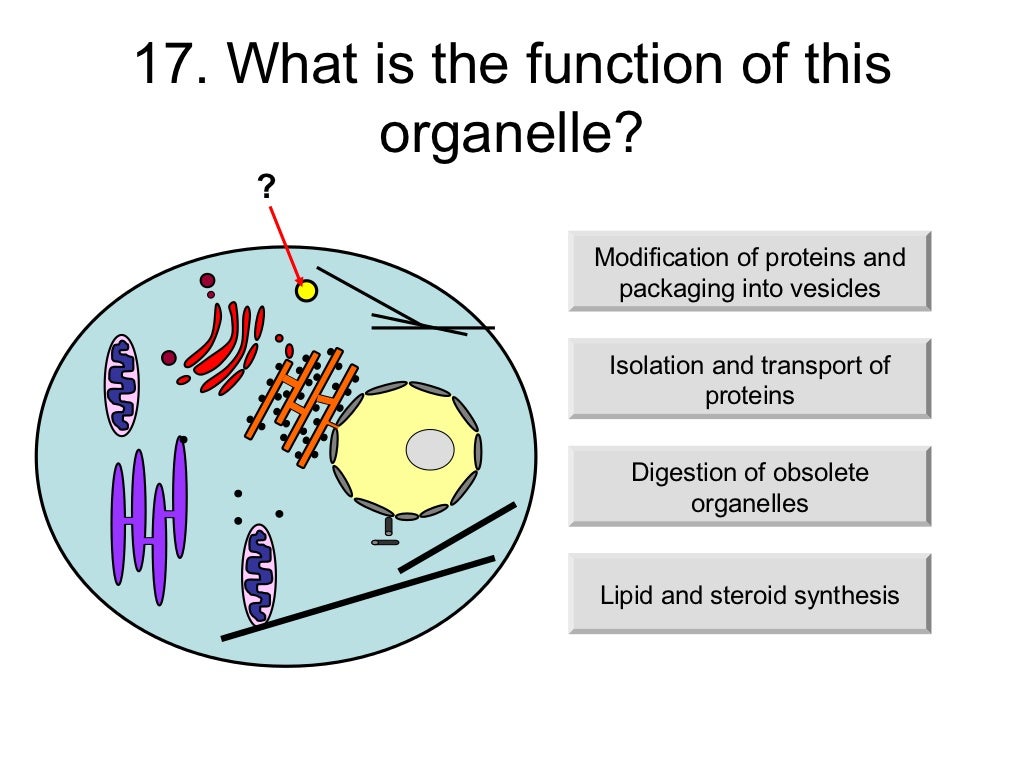 Animal cell structure_and_function_(teacher)