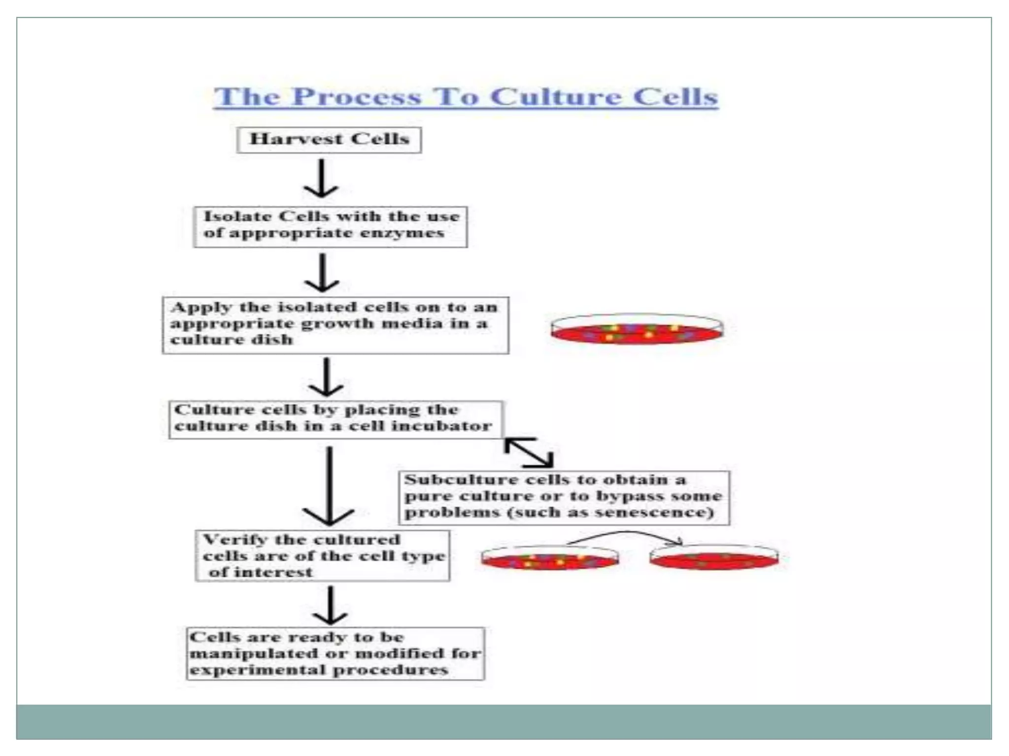 Animal cell, tissue culture | PPTX