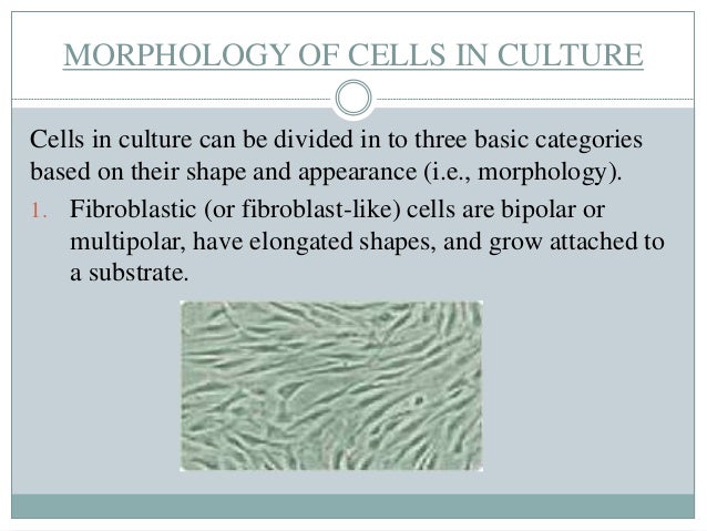 Animal Cell Tissue Culture