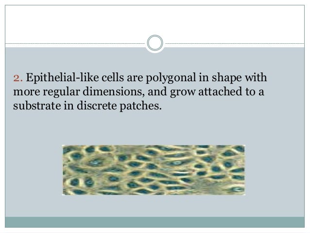 Animal cell, tissue culture