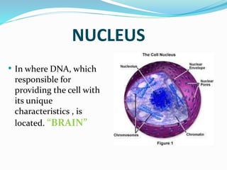 NUCLEUS
• In where DNA, which
responsible for
providing the cell with
its unique
characteristics , is
located. “BRAIN”