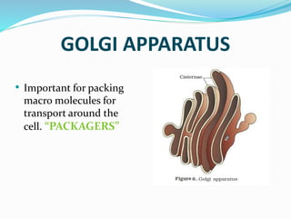GOLGI APPARATUS
• Important for packing
macro molecules for
transport around the
cell. “PACKAGERS”