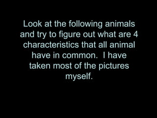 Look at the following animals
and try to figure out what are 4
 characteristics that all animal
   have in common. I have
  taken most of the pictures
             myself.
 