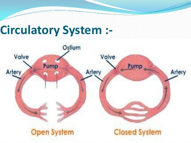 Animal character’s